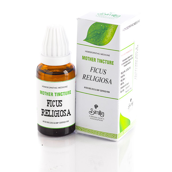 FICUS RELIGIOSA Q