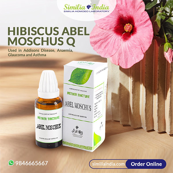 HIBISCUS ABEL MOSCHUS Q