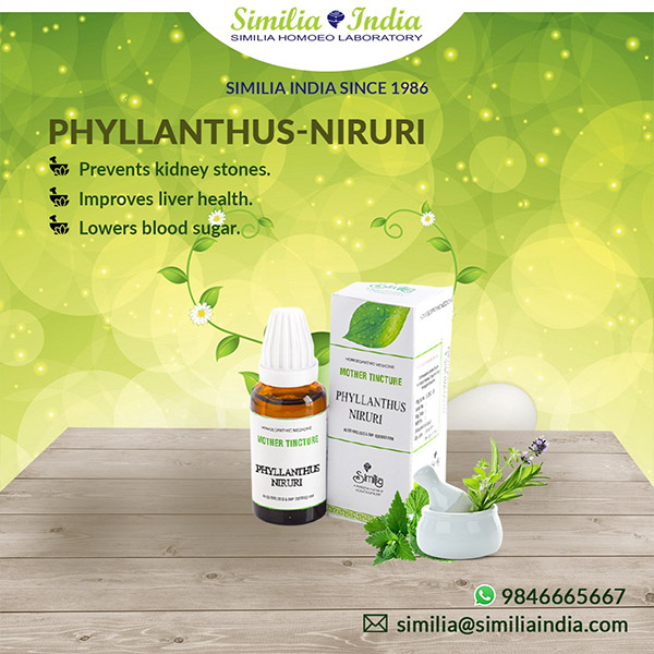 PHYLLANTHUS NIRURI Q 